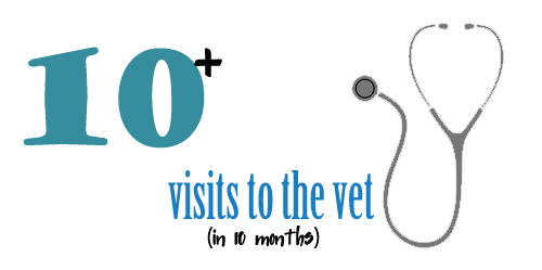 greater swiss mountain dog infographic visits to vet simply social blog