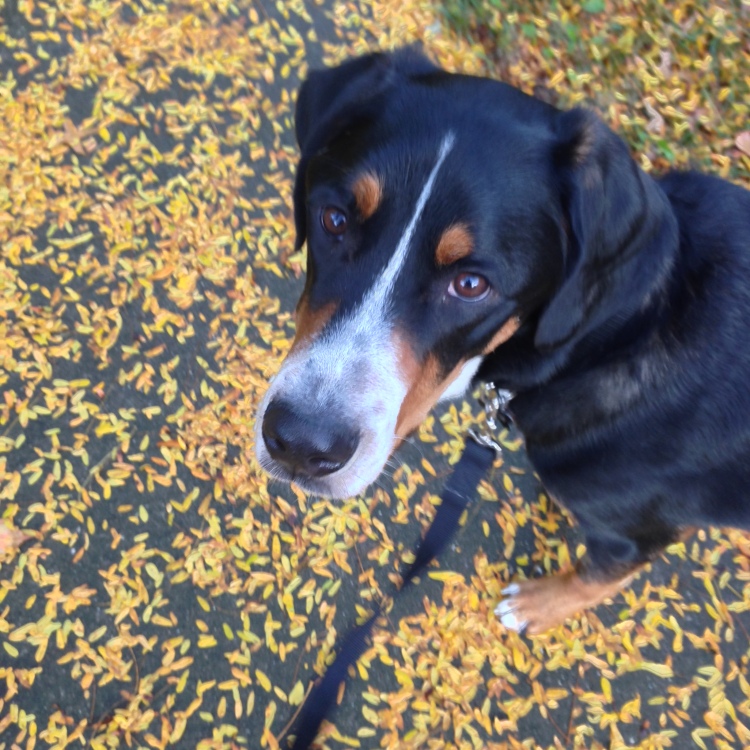 greater swiss mountain dog, swissy, fall leaves, gsmd, simply social blog