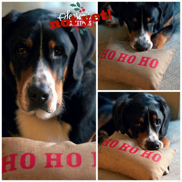 greater swiss mountain dog, holiday pillow, Target holiday pillow, swissy 