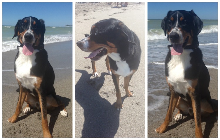 finn, greater swiss mountain dog, swissy, puppy, dog, brohard dog beach, paw park, florida, gulf coast, dog beach