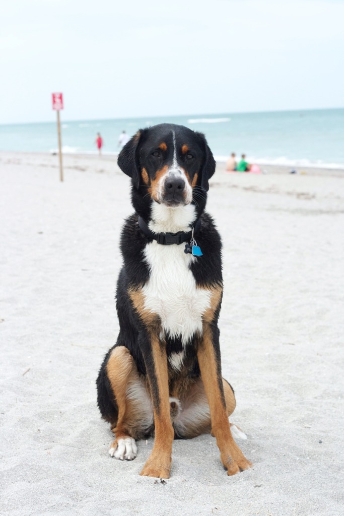 finn, greater swiss mountain dog, swissy, puppy, dog, brohard dog peach, paw park, florida, gulf coast, dog beach